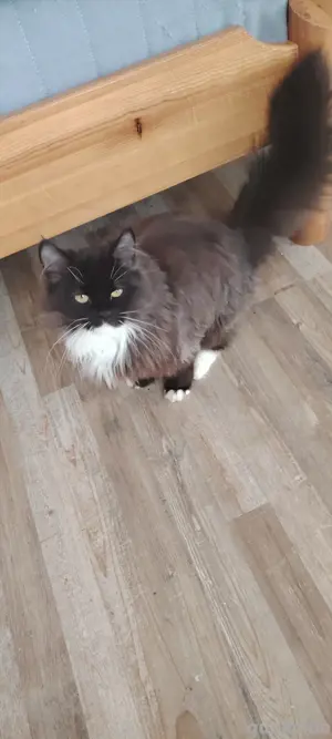 Katzen bkh