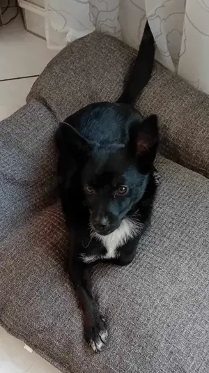 Jungspund JERRY, wo darf er einziehen? Bild 6