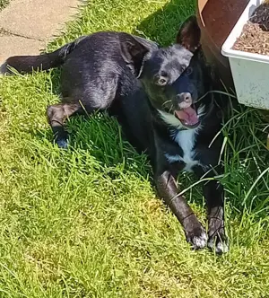 Jungspund JERRY, wo darf er einziehen? Bild 10