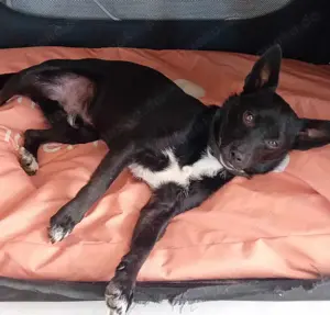 Jungspund JERRY, wo darf er einziehen? Bild 8