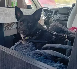 Jungspund JERRY, wo darf er einziehen? Bild 5