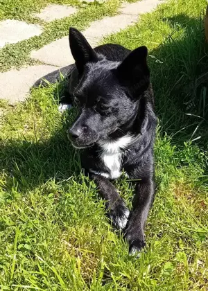 Jungspund JERRY, wo darf er einziehen? Bild 7