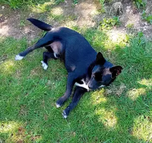 Jungspund JERRY, wo darf er einziehen? Bild 9