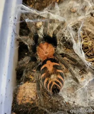0.1 Davus pentaloris 