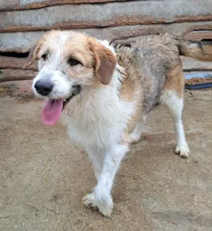 Lilly - Zauberhafte Hundeprinzessin