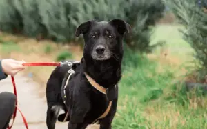 Bezaubernde Ebnoy sucht Familienanschluss