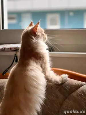 Mainecoon Dame 1 Jahre