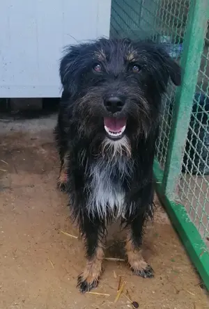 Paulina - Eine besondere Hündin für besondere Menschen