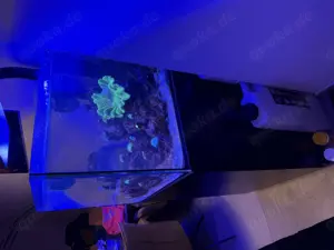 Meerwasser Aquarium Red Sea Reefer 200