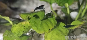 Verschiedene Garnelen 0,80  Bild 3