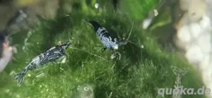 Verschiedene Garnelen 0,80  Bild 2