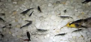 Verschiedene Garnelen 0,80  Bild 4