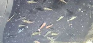 Verschiedene Garnelen 0,80  Bild 5