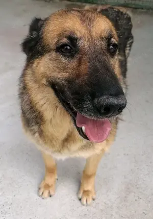 Zorka - Menschenliebende Schönheit