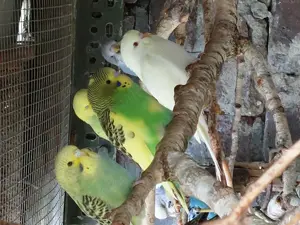 Nestjunge Wellensittiche