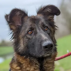 Kobra - Folgsame und treue Hündin wartet aus ihre Entdeckung