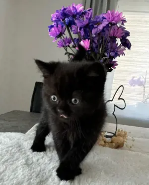 BKH - nur noch 1 Junge & 1 Mädchen Bild 2