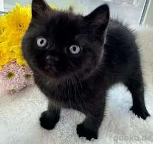 BKH - nur noch 1 Junge & 1 Mädchen Bild 7