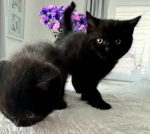 BKH - nur noch 1 Junge & 1 Mädchen Bild 5