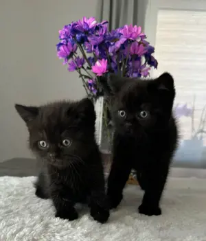 BKH Kitten - Abgabebereit