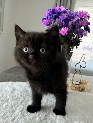 BKH - nur noch 1 Junge & 1 Mädchen Bild 10