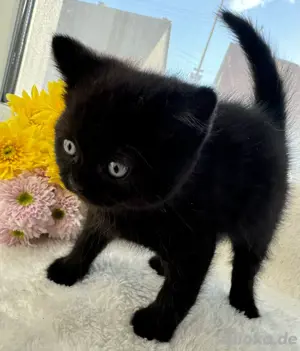 BKH - nur noch 1 Junge & 1 Mädchen Bild 9