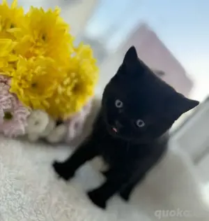 BKH - nur noch 1 Junge & 1 Mädchen Bild 6