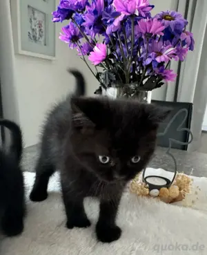 BKH - nur noch 1 Junge & 1 Mädchen Bild 8