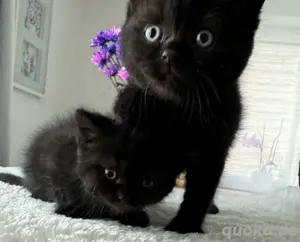 BKH - nur noch 1 Junge & 1 Mädchen Bild 4