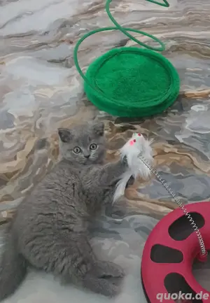 Katzenbaby Katzen & Katzenbabys in Herne kaufen, verkaufen & zu