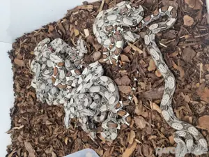 0.0.3 Boa constrictor imperator dnz 02.25