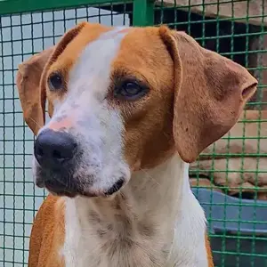 Merle - Auf der Suche nach Abenteuern