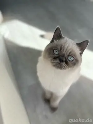 Katzen Baby