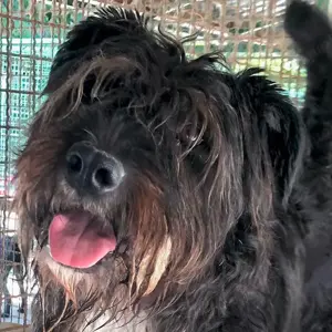 Pula - wunderbare Wuschelhündin