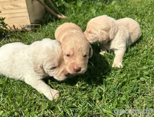 Labradoodle Welpen F1