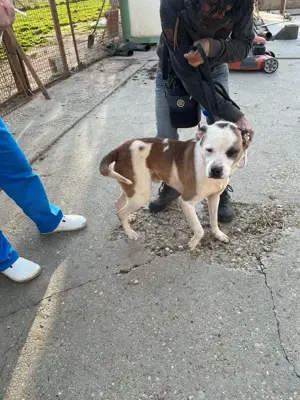 Miller, z.Zt. in Ungarn, ist unkompliziert, freundlich, verspielt und verträglich mit Hunden Bild 10