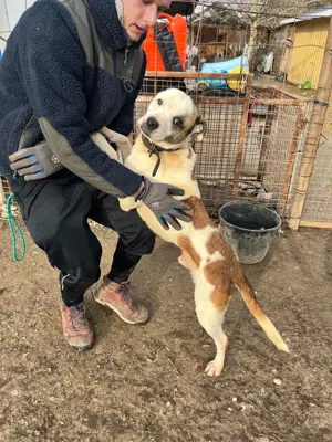 Miller, z.Zt. in Ungarn, ist unkompliziert, freundlich, verspielt und verträglich mit Hunden Bild 9