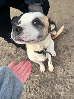 Miller, z.Zt. in Ungarn, ist unkompliziert, freundlich, verspielt und verträglich mit Hunden Bild 7