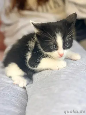 Nur noch eines- Der schönste schwarz weisse Kater sucht noch ein neues Zuhause