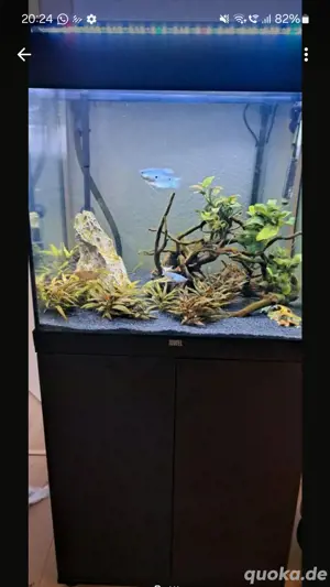 Aquarium juwel lido 120 komplettset 