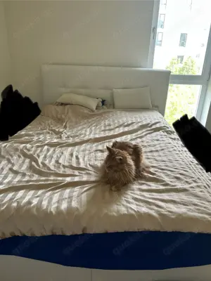 Boxspringbett 160x200 Ivory 