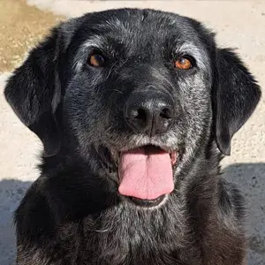 Meta - Hundemaus sehnt sich nach Liebe