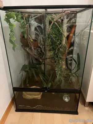 Terrarium mit Kronengeckos