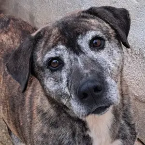 Jadranka - Klasse Hündin sehnt sich nach Zuwendung und Freiheit