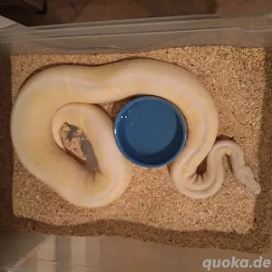 Königspython Killer Vanilla Scream YB Clown Weibchen (verpaart)
