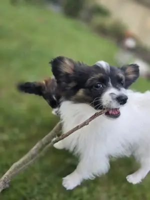 Papillon Welpen zu verkaufen 
