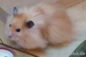 Suche Teddyhamster 
