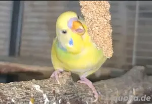 Wellensittiche (m w) Pärchen Bild 9