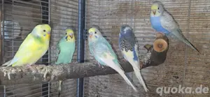 Wellensittiche (m w) Pärchen Bild 10