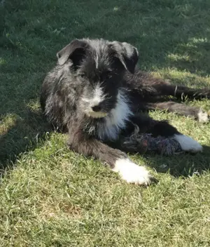 Zuckersüßer Babyhund Maya 